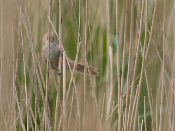 Baardman (Panurus biarmicus)